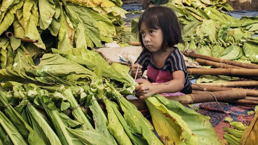 Een jong kind in een tabaksplantage