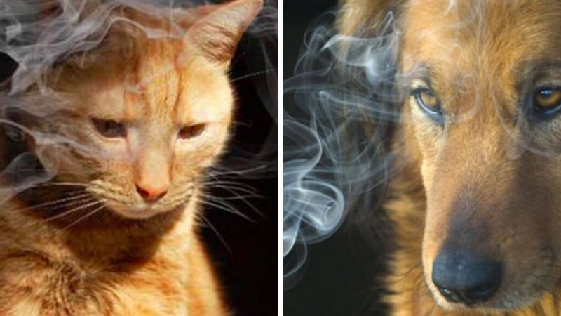 Huisdieren, kat en hond, omgeven door sigarettenrook